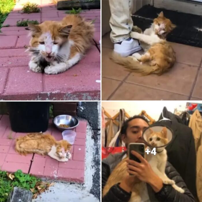 “The Tale of a Benevolent Man and a Fateful Feline: A Heartwarming Story of Rescue and Redemption”