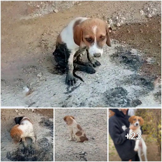 Sandy and Her Devoted Owner: A Heart-Warming Tale of Unwavering Loyalty and Connection